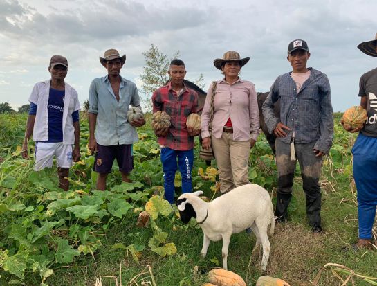 Auyama Alerta productores Bolívar, calabaza, zapallo: Productores de ahuyama de Pinillos están perdiendo la cosecha y lanzan SOS Auyama Alerta productores Bolívar, calabaza, zapallo: Productores de ahuyama de Pinillos están perdiendo la cosecha y lanzan SOS