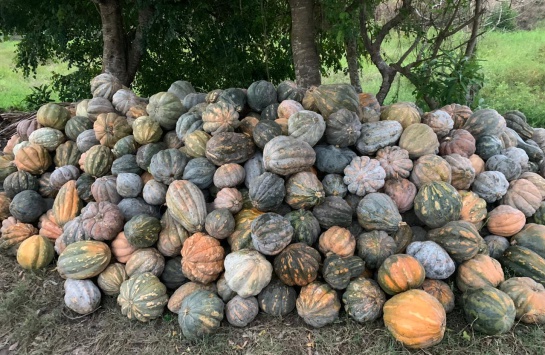 Auyama, calabaza, Pinillos,: Ya hay comprador para la ahuyama de Pinillos Auyama, calabaza, Pinillos,: Ya hay comprador para la ahuyama de Pinillos