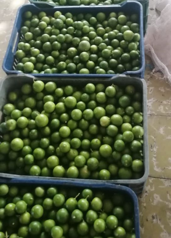 Producción limones Tolima: Fruticultores del Tolima buscan innovar con productos de limón Producción limones Tolima: Fruticultores del Tolima buscan innovar con productos de limón