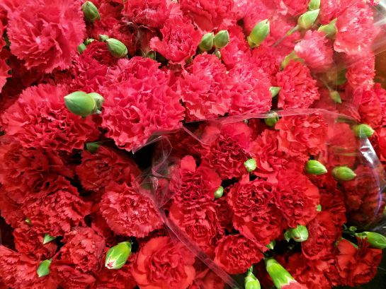 Cuidado de rosas, claveles, flores: Las rosas, que expresan amor, también deben cuidarse con amor Cuidado de rosas, claveles, flores: Las rosas, que expresan amor, también deben cuidarse con amor