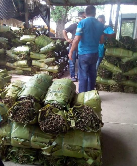 Hojas para tamales Tolima: El sur del Tolima tendrá centro de acopio de hoja de cachaco Hojas para tamales Tolima: El sur del Tolima tendrá centro de acopio de hoja de cachaco