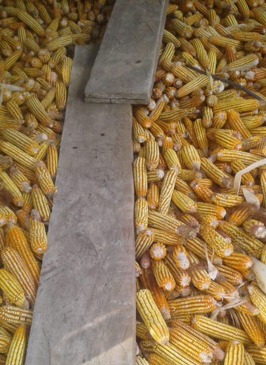 Maiz almacenado en Pinillos Maiz almacenado en Pinillos