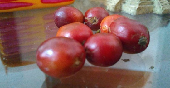 Producción café Colombia: El café, producto clave en el desarrollo económico y social de Colombia Producción café Colombia: El café, producto clave en el desarrollo económico y social de Colombia
