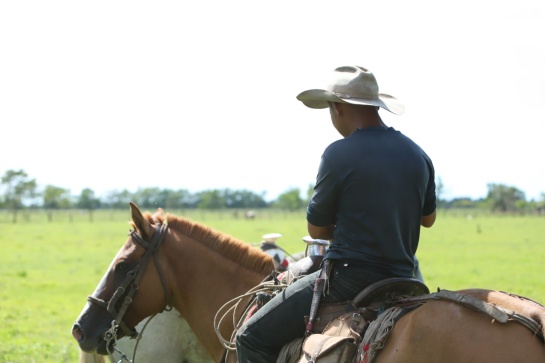 El trabajo del vaquero en los Llanos Orientales El trabajo del vaquero en los Llanos Orientales