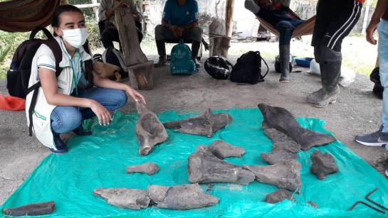 Fósiles de un mastodonte: Hallan en Risaralda restos de fósiles de un mastodonte Fósiles de un mastodonte: Hallan en Risaralda restos de fósiles de un mastodonte