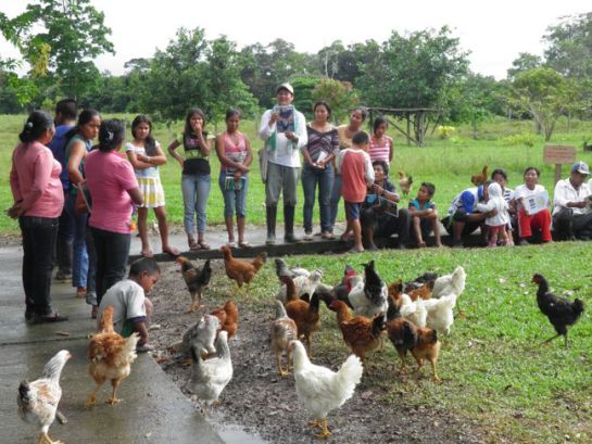 Gallinas libres Uniminuto Cría de gallinas agroecológicas una