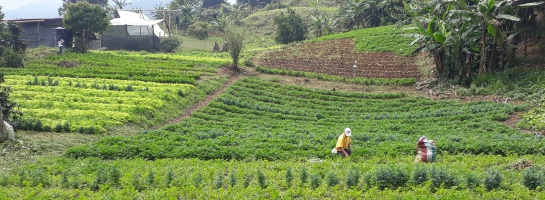 Producción agrosostenible de aromáticas. Producción agrosostenible de aromáticas.