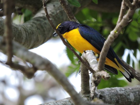 Aves, polinización, medio ambiente: El fascinante mundo de las aves y su aporte a la polinización Aves, polinización, medio ambiente: El fascinante mundo de las aves y su aporte a la polinización