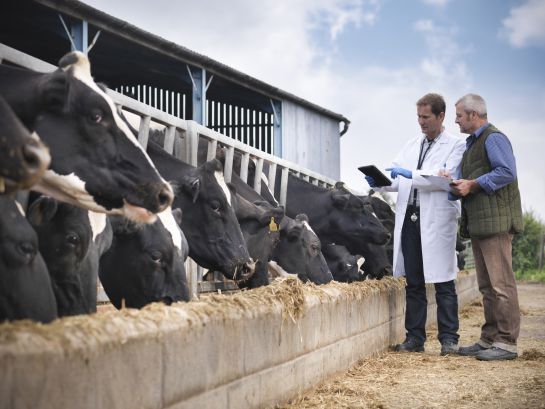 Bienestar Animal, ICA: El derecho de los animales a tener salud física y mental Bienestar Animal, ICA: El derecho de los animales a tener salud física y mental