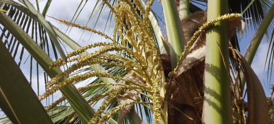 Palmera en producción de cocos Palmera en producción de cocos