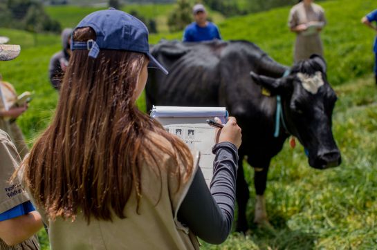 Cuidado caballos y reses: Cómo evitar el estrés, que deteriora la calidad de bovinos y equinos Cuidado caballos y reses: Cómo evitar el estrés, que deteriora la calidad de bovinos y equinos