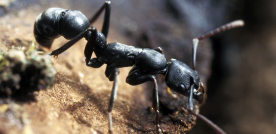 Hormiga asiática Hormiga asiática