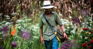 Contemplar las flores y cuidarlas diariamente hace parte de la vida de los silleteros. Contemplar las flores y cuidarlas diariamente hace parte de la vida de los silleteros.
