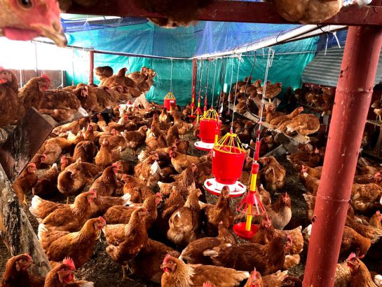 Enfermedades aves: Conozca y combata los parásitos que afectan a pollos y gallinas Enfermedades aves: Conozca y combata los parásitos que afectan a pollos y gallinas