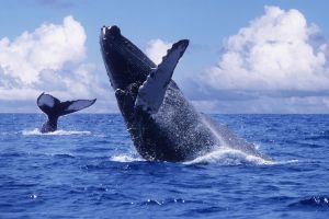 Aguas del Pacifico Colombiano cada año reciben las ballenas jorobadas y turistas extranjeros. Aguas del Pacifico Colombiano cada año reciben las ballenas jorobadas y turistas extranjeros.