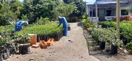 Enfermedades cítricos: En el Tolima, sigue campaña para proteger los cítricos del HLB Enfermedades cítricos: En el Tolima, sigue campaña para proteger los cítricos del HLB