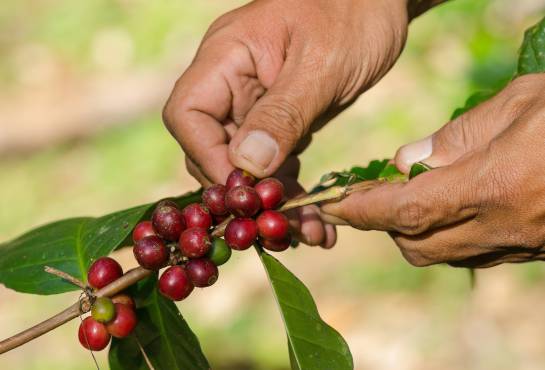Plagas café: Cómo controlar los brotes de broca y roya del café Plagas café: Cómo controlar los brotes de broca y roya del café