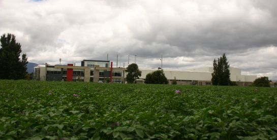 Producción patatas: Papas procesadas, alternativa para superar la crisis Producción patatas: Papas procesadas, alternativa para superar la crisis