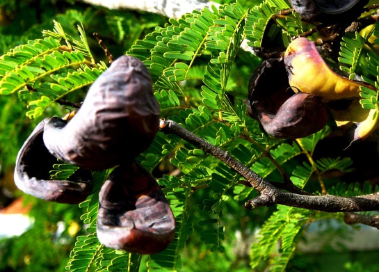 Frutos del árbol de dividivi Frutos del árbol de dividivi