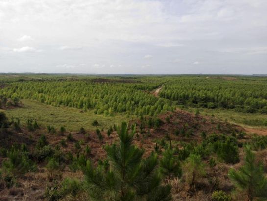 Bosque cultivado Bosque cultivado