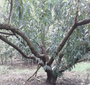 Cultivo de duraznos. Cultivo de duraznos.