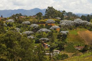 El Turismo Comunitario buena alternativa en época de pandemia por ser un turismo de proximidad. El Turismo Comunitario buena alternativa en época de pandemia por ser un turismo de proximidad.