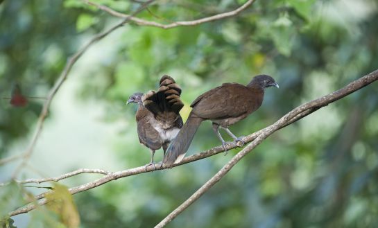 Guacharacas, aves en los bosques de América Guacharacas, aves en los bosques de América