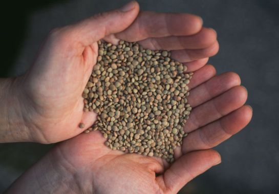 Lentejas. Colombia no produce lentejas ni garbanzos, según Fenalce. Lentejas. Colombia no produce lentejas ni garbanzos, según Fenalce.