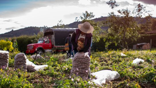 Mujer rural en cultivos de papa Mujer rural en cultivos de papa