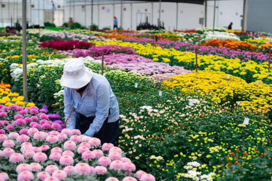 Flores colombianas para el mundo. Flores colombianas para el mundo.