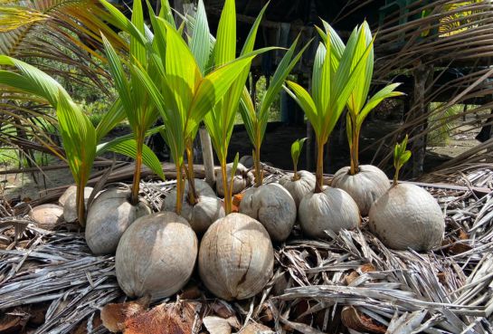 Producción de cocos en Chocó Producción de cocos en Chocó