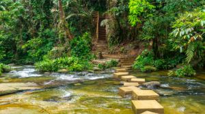 El Sendero Tutunendo hace parte de la puesta turística de la región del Chocó. El Sendero Tutunendo hace parte de la puesta turística de la región del Chocó.