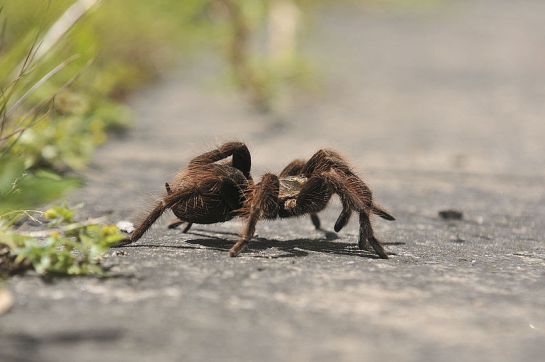 Araña. Araña.