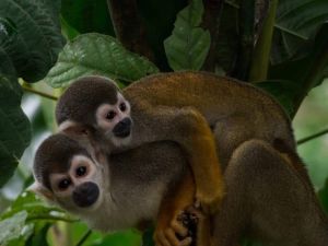 Dentro del tour se puede hacer avistamiento de primates entre ellos el mono titi. Dentro del tour se puede hacer avistamiento de primates entre ellos el mono titi.