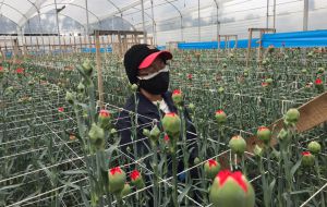 Cuidados especiales en el cultivo y exportación de flores en pandemia. Cuidados especiales en el cultivo y exportación de flores en pandemia.
