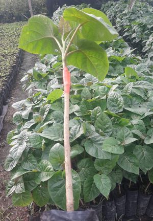 Vivero Gerfrut en Fusagasugá. Vivero Gerfrut en Fusagasugá.