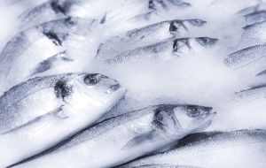Refrigerar el pescado y comercializarlo traería un gran logro para los pescadores de Honda Refrigerar el pescado y comercializarlo traería un gran logro para los pescadores de Honda