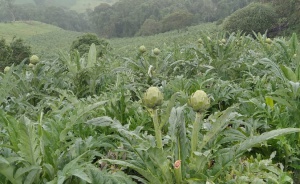 Cultivo de alcachofas en Granada, Cundinamarca Cultivo de alcachofas en Granada, Cundinamarca