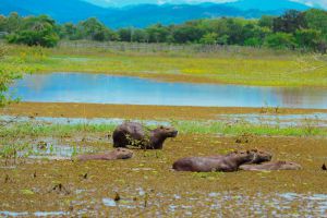 Safari Llanero es una de los grandes atractivos de Pore Casanare Safari Llanero es una de los grandes atractivos de Pore Casanare