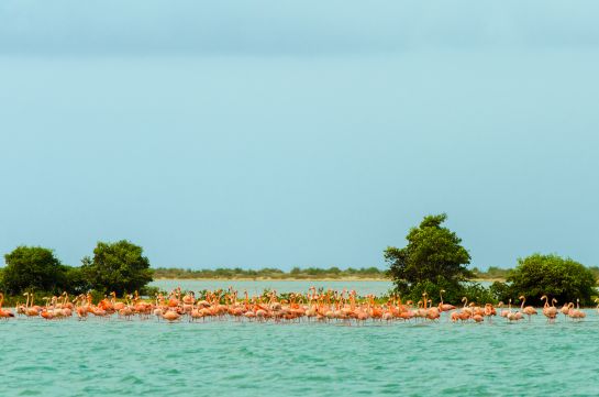 El Santuario de Fauna y Flora los Flamencos. El Santuario de Fauna y Flora los Flamencos.
