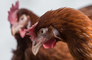 Gallinas Gallinas