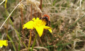 Abejorro o bombus rubicundus en flor. Abejorro o bombus rubicundus en flor.