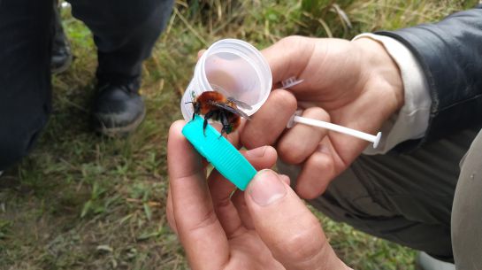 Estudio de Bombus rubicundus. Estudio de Bombus rubicundus.