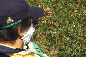 Ciruelas Ciruelas