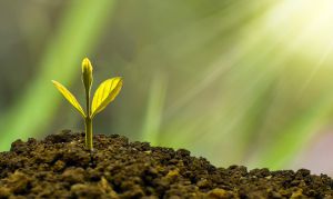 Sembrar un árbol es parte del compromiso humano en favor de la Tierra. Sembrar un árbol es parte del compromiso humano en favor de la Tierra.