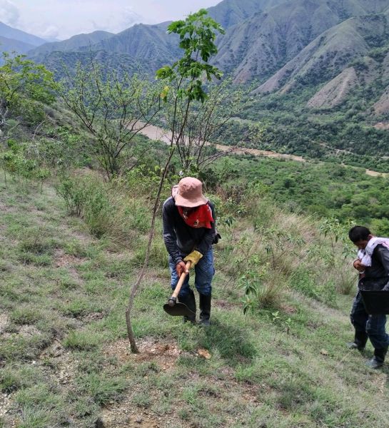 ¿Cómo avanza restauración ecológica en zona de influencia de Hidroituango? ¿Cómo avanza restauración ecológica en zona de influencia de Hidroituango?