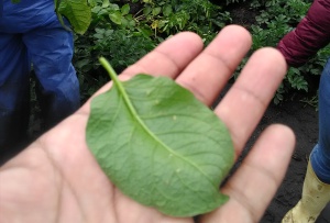 Hoja afectada por la Punta Morada de la Papa Hoja afectada por la Punta Morada de la Papa