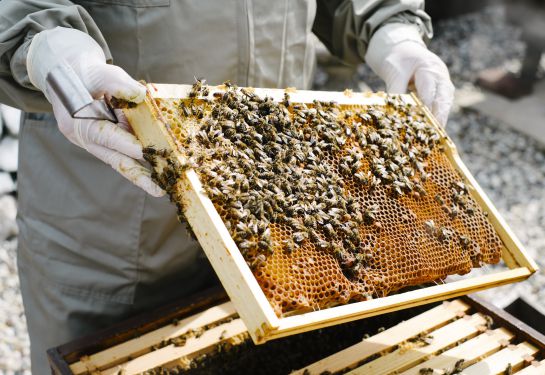 Las obreras, los zánganos y la abeja reina viven en las colmenas Las obreras, los zánganos y la abeja reina viven en las colmenas
