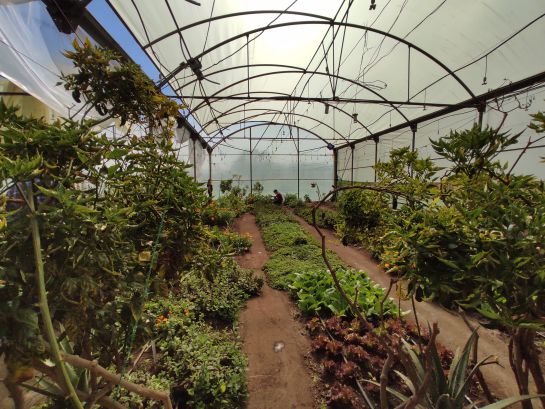 Sistemas acuapónicos - Centro de Biotecnología Agropecuaria de Mosquera. Sistemas acuapónicos - Centro de Biotecnología Agropecuaria de Mosquera.