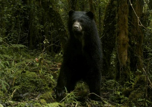 Animales protegidos y vigilados mediante cámaras en los bosques en Boyacá. Animales protegidos y vigilados mediante cámaras en los bosques en Boyacá.